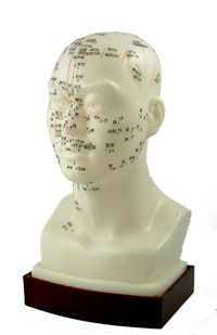 Chinese Head Model 9"