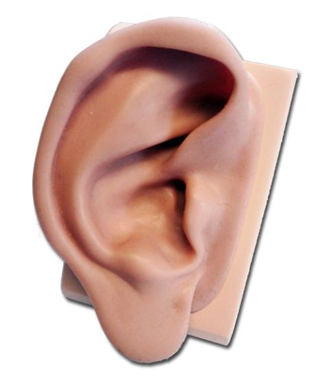 Silicone Ear Model for Practising (Right)