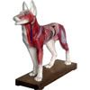 Animal Acupuncture Models - Dog