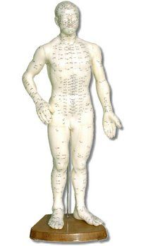 Chinese Body Model - Male 18"