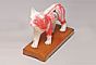 Animal Acupuncture Models - Cat