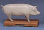 Animal Acupuncture Models - Pig