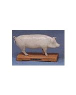 Animal Acupuncture Models - Pig