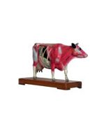 Animal Acupuncture Models - Cow
