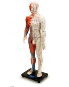 Anatomical & Acupuncture Body Model 60 cm