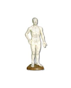 Chinese Body Model - Male 18"