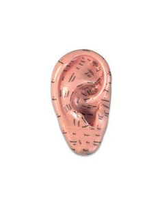 Human Ear Models