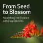 From Seed to Blossom