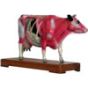 Animal Acupuncture Models - Cow