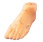 Foot Model - 5"