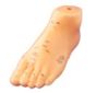 Foot Model - 5"